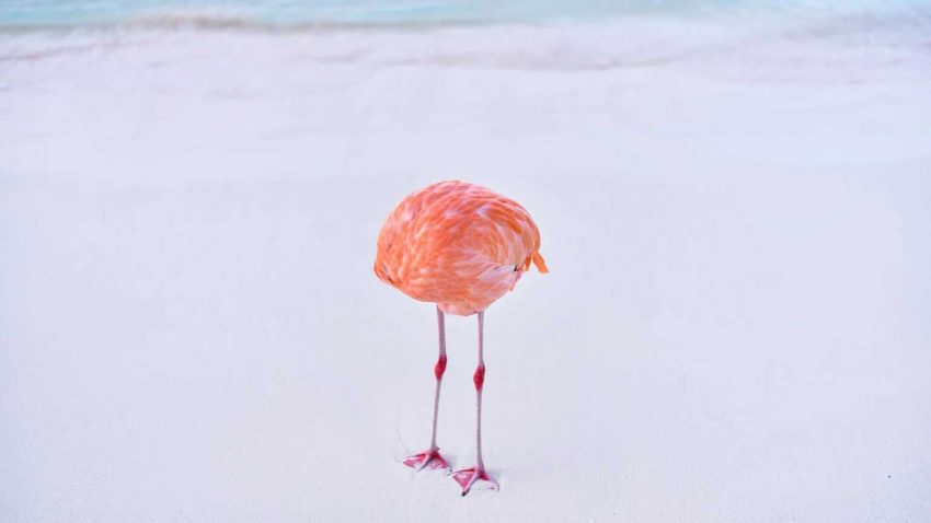 Flamingone - foto feita por Miles Astray venceu concurso de foto de IA mesmo sendo uma foto verdadeira.